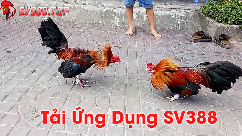 Download ứng dụng SV388 🥇 Xem đá gà trực tuyến Android, Iphone