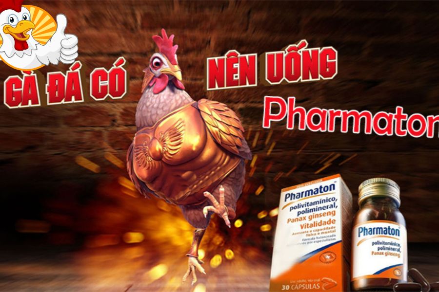 Hướng dẫn cách cho gà uống pharmaton đúng cách