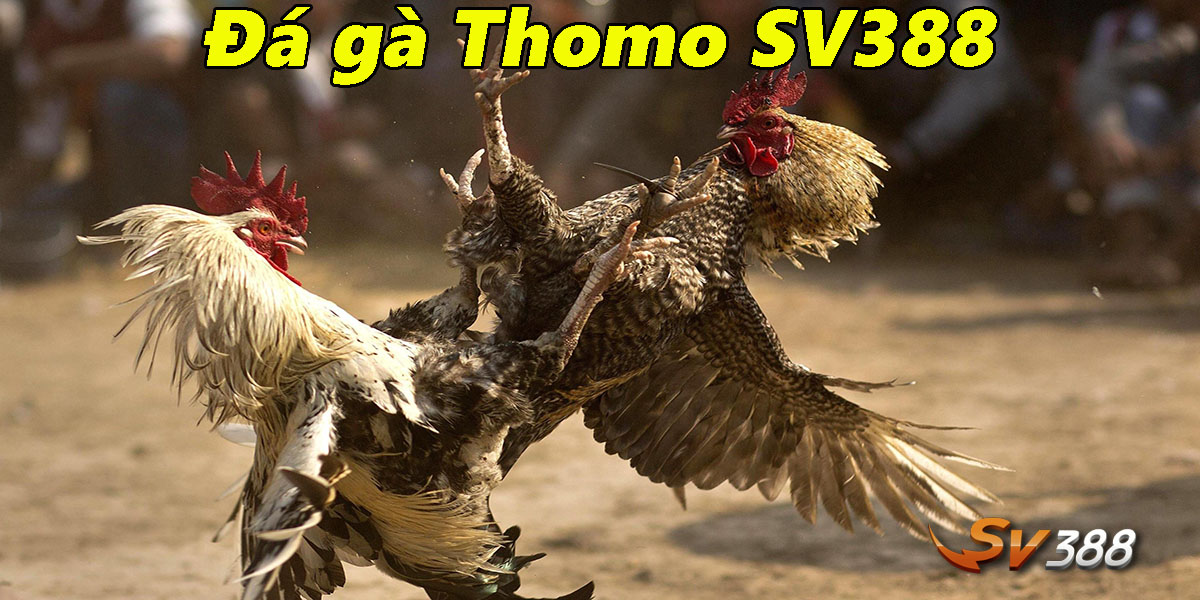 Đá gà Thomo SV388