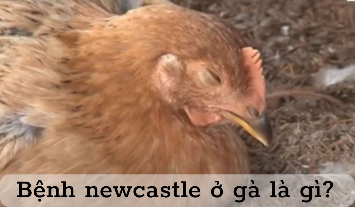 Bệnh newcastle ở gà là gì