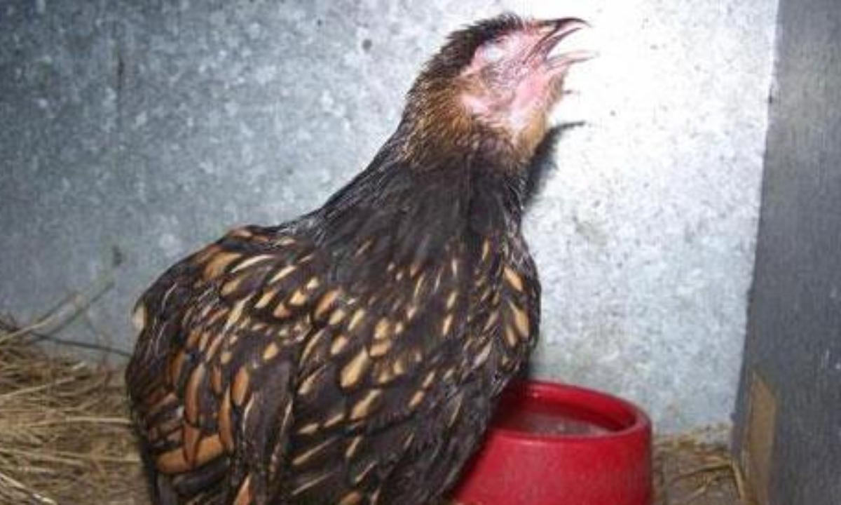 Các cơ chế lây truyền bệnh hen ở gà