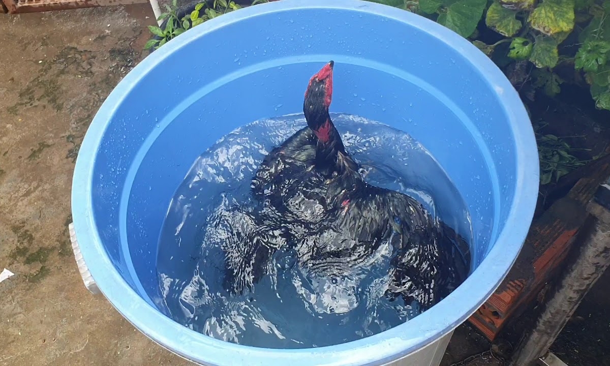 Chuẩn bị nước để bổ sung cho gà khi phơi nắng