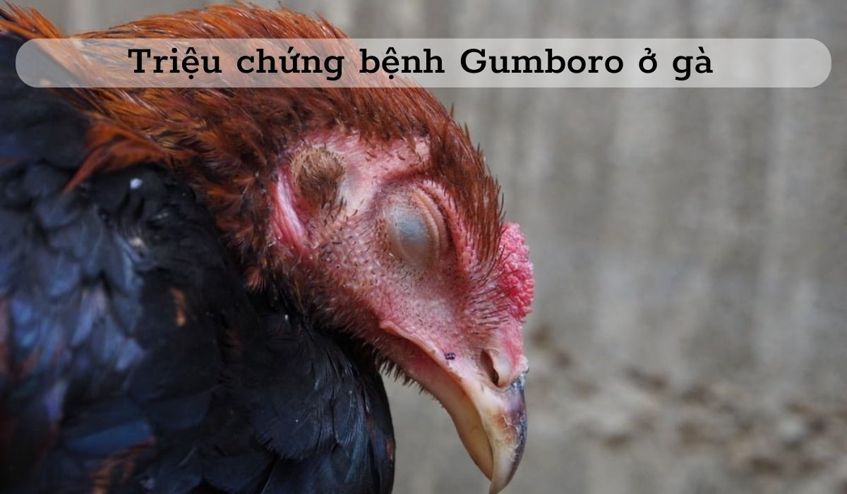 Triệu chứng bệnh Gumboro ở gà