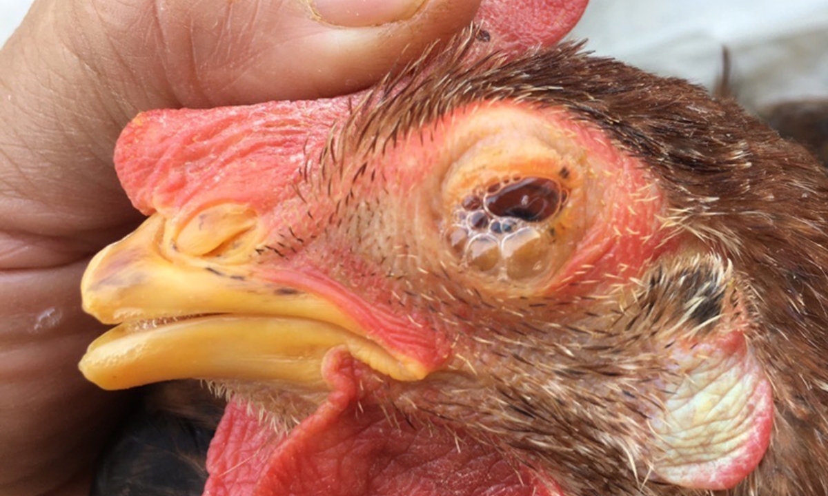 Biểu hiện của bệnh APV trên gà
