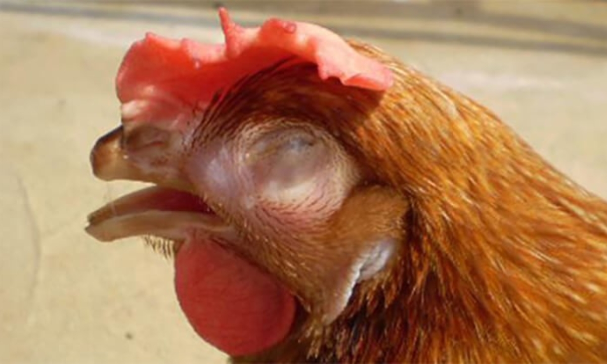 Biểu hiện của gà giai đoạn bệnh kết hợp với E.coli – CRD