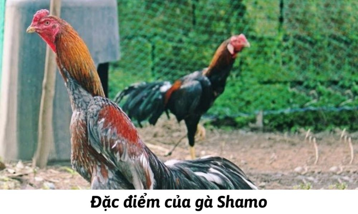 Đặc điểm nổi bật của gà chọi Shamo 