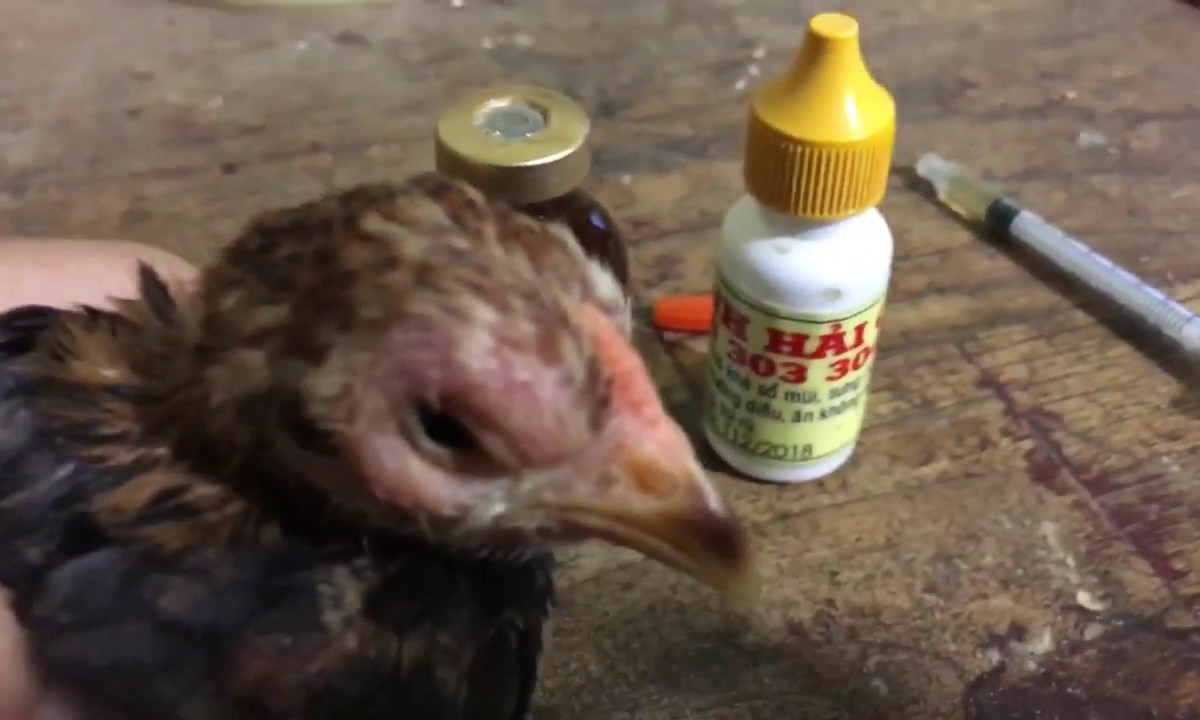 Kiểm soát bệnh Coryza ở gà bằng cách sử dụng vaccine