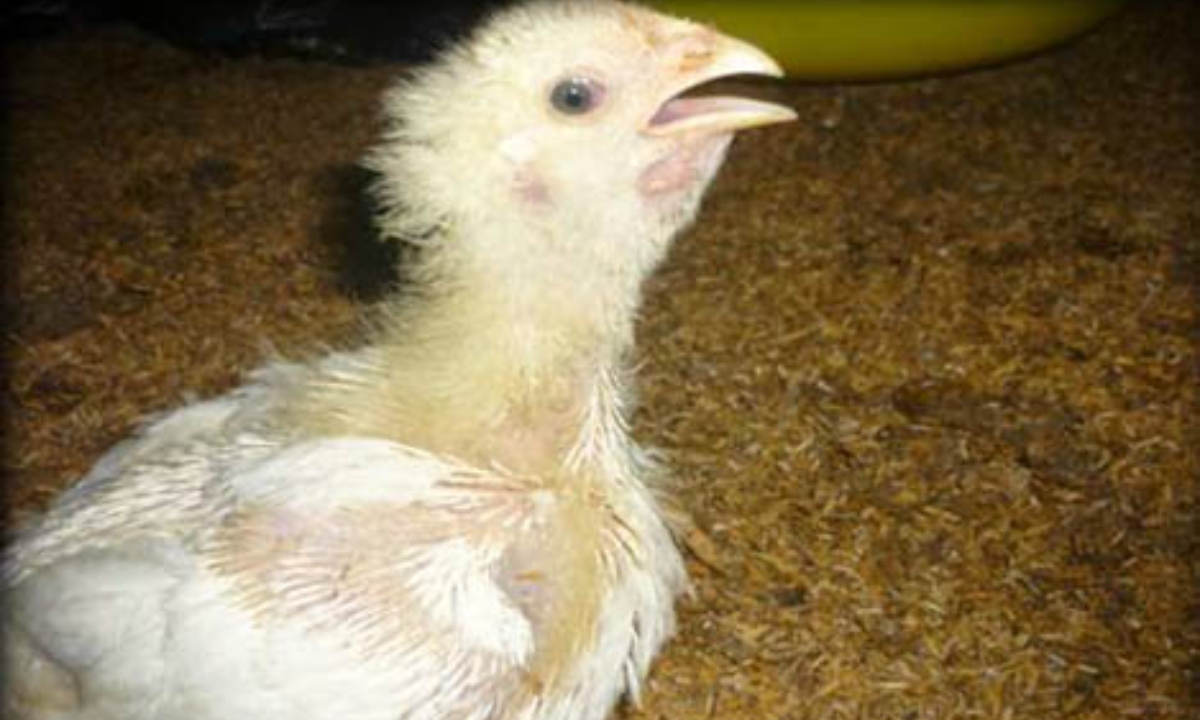 Nguyên nhân gây bệnh ORT ở gà