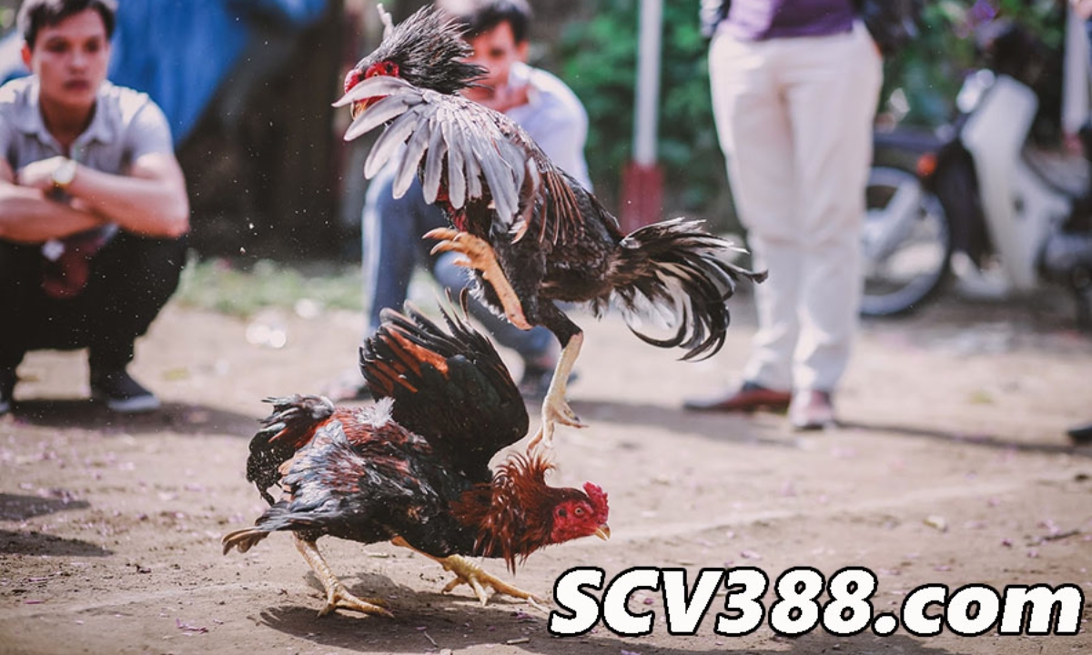 Thông tin SCV388 com