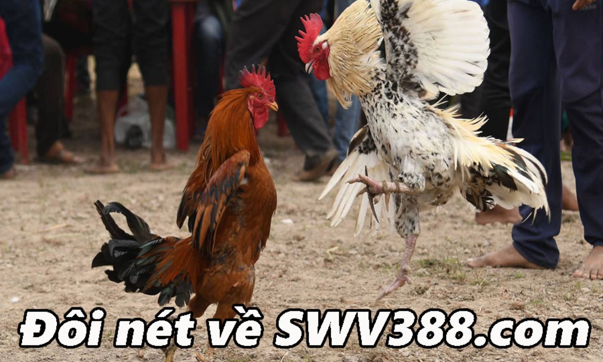 Tổng quan về đá gà SWV388.com