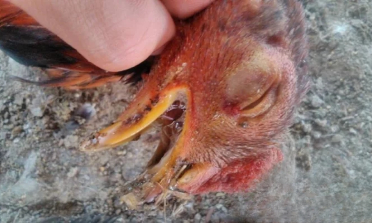 Trị gà bị nhớt miệng do nhiễm khuẩn E.Coli
