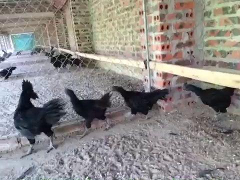 Gần 20 triệu đồng/cặp, đại gia lùng mua gà đen Indonesia để cầu may - 1