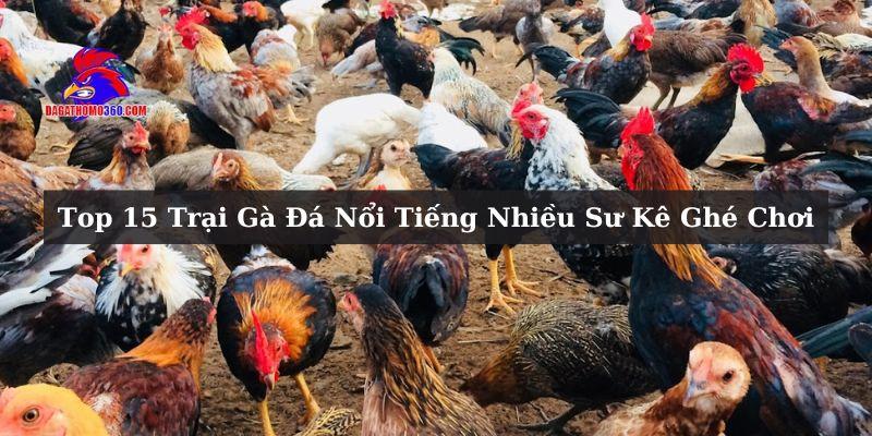 Tổng hợp top 15 trại gà đá nổi tiếng nhất Việt Nam